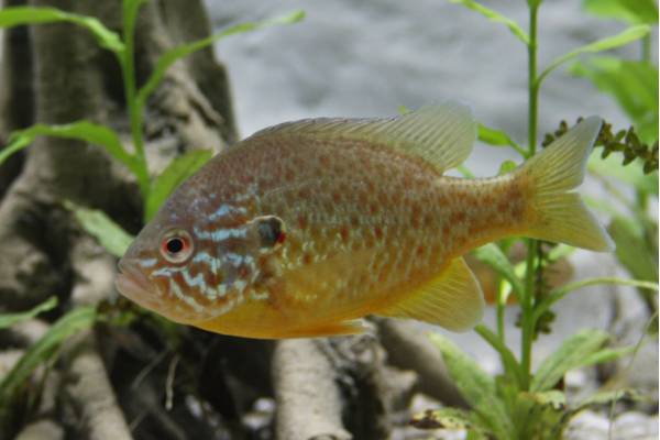 Pesce persico sole [Ph Archivio ETPI ©]