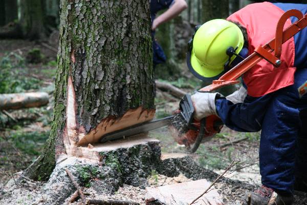 Operatore forestale - Foto di Andrea Pincin